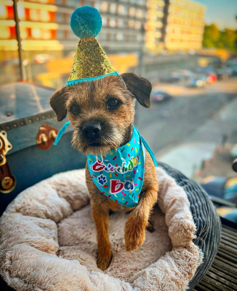 A devoted dog owner spends £500 a month on his Border Terrier, Bruce, including holidays abroad, £160 grooming sessions, and an £800 birthday party, calling him his "pride and joy."